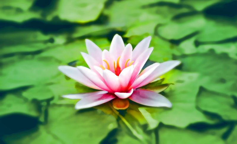 lotus